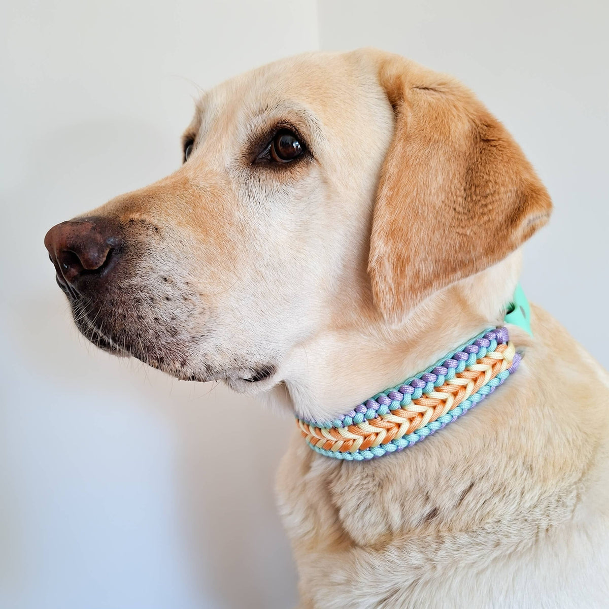 TRUFFE & FLAIR Collier tressé Biothane/Paracorde - Pastel