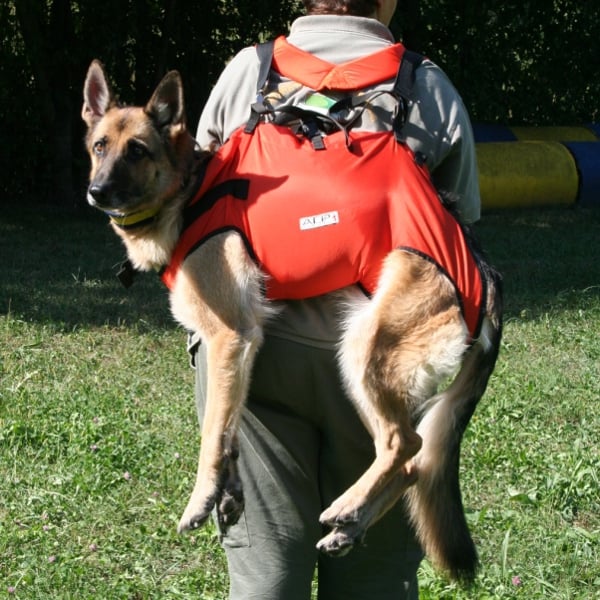 DESIGN K9 TAXI Dog Harness