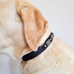 TRUFFE & FLAIR Collier Biothane Signature - Noir