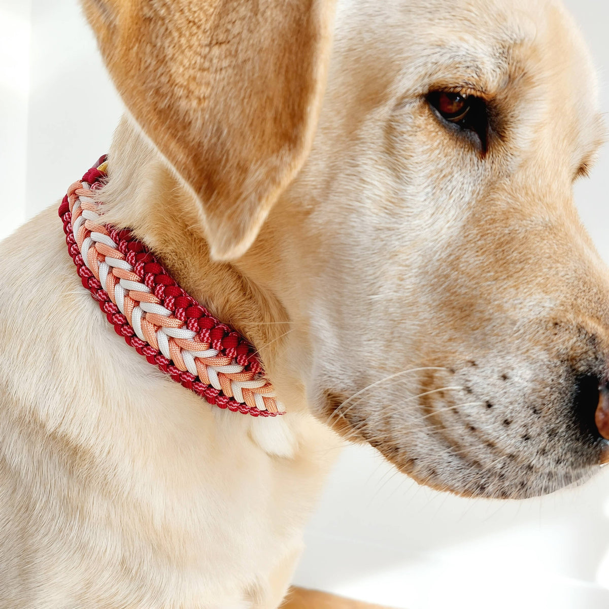 TRUFFE & FLAIR Collier tressé Biothane/Paracorde - Framboise