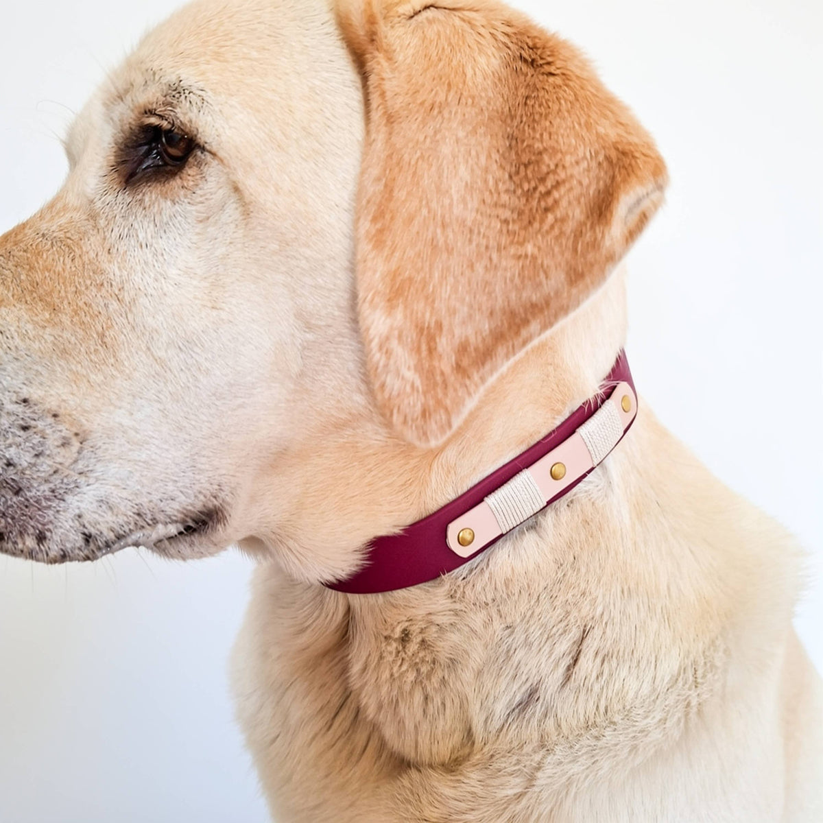 TRUFFE & FLAIR Collier Biothane Signature - Framboise