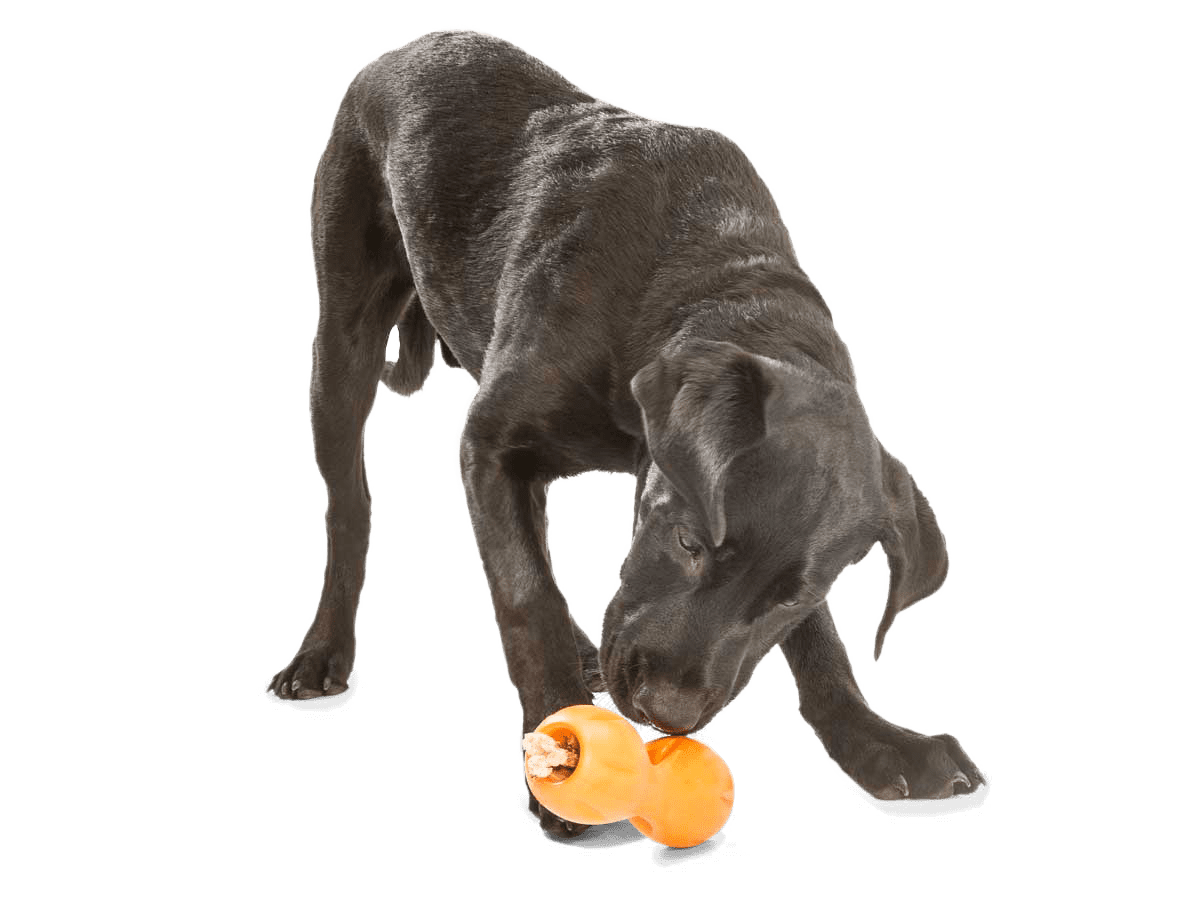 WESTPAW Zogoflex Qwizl Jouet à remplir