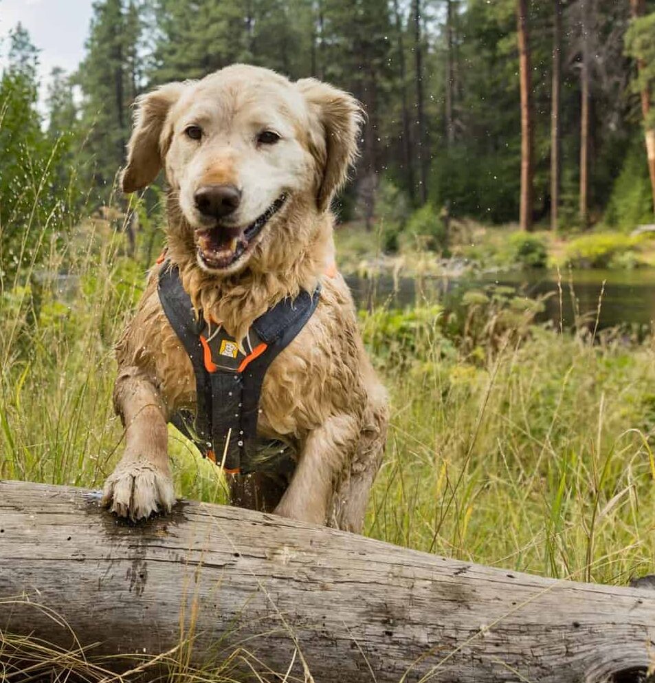RUFFWEAR Brush Guard Geschirr
