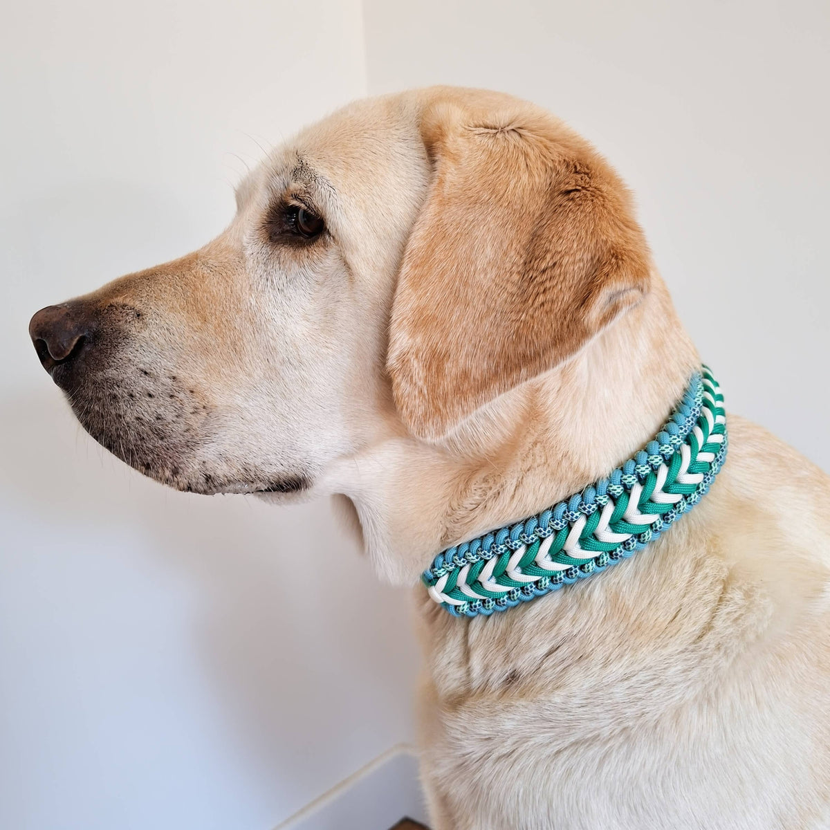 TRUFFE & FLAIR Collier tressé Biothane/Paracorde - Turquoise
