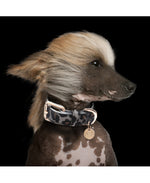 MILK & PEPPER Panthere Classic Collar