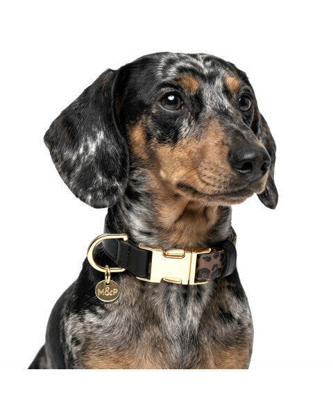 MILK & PEPPER Zaria Adjustable Collar - porté par un chien