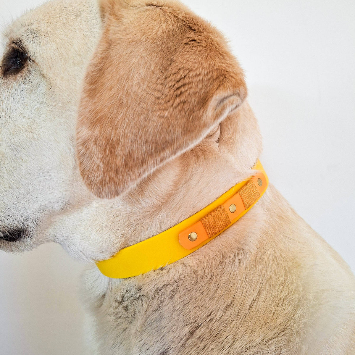 TRUFFE & FLAIR Collier Biothane Signature - Jaune