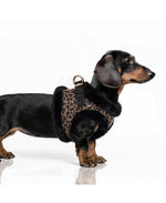 MILK & PEPPER Asha Harness - porté par un chien