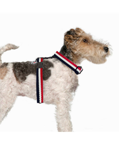 MILK & PEPPER H Harness Courchevel - porté par un chien
