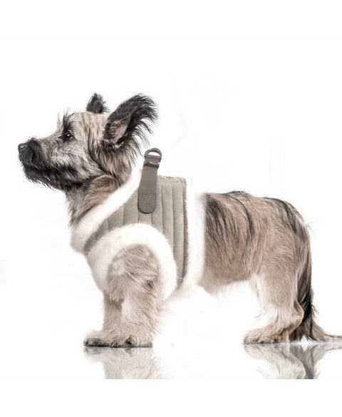 MILK & PEPPER Kaspar Harness - porté par un chien