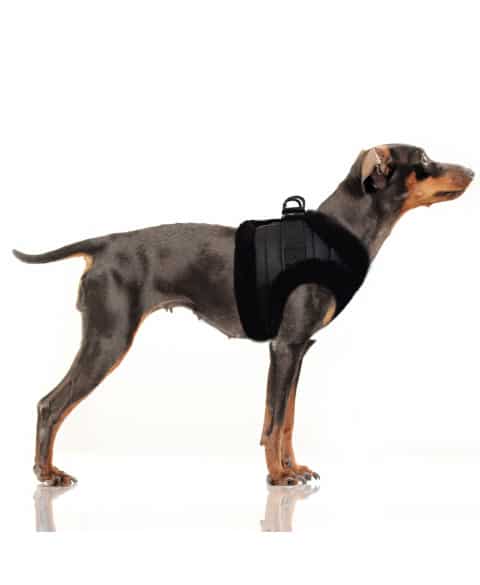 MILK & PEPPER Kurt Black Harness
