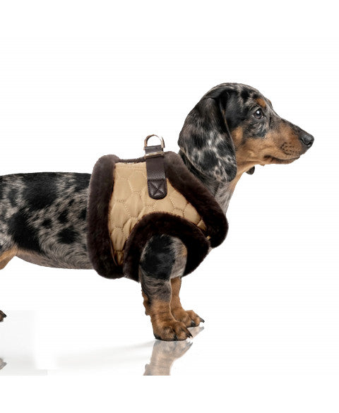 MILK & PEPPER Monty Harness - porté par un chien