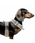MILK & PEPPER Valdemar Starps Harness - porté par un chien
