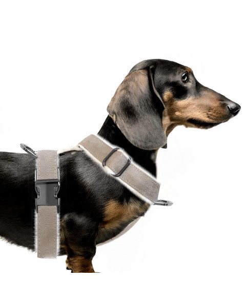 MILK & PEPPER Valdemar Starps Harness - porté par un chien