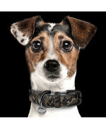 MILK & PEPPER Iguania Classic Collar - porté