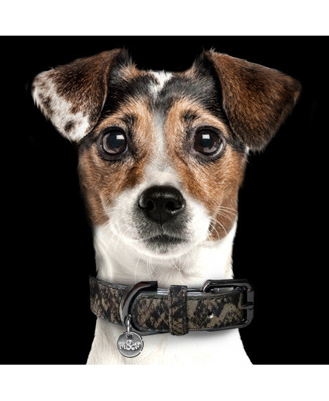 MILK & PEPPER Iguania Classic Collar - porté